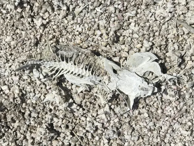An overhead photograph of a bleached fish skeleton, spine and ribs and skull intact, lying on a bed of sun-bleached crushed shells.