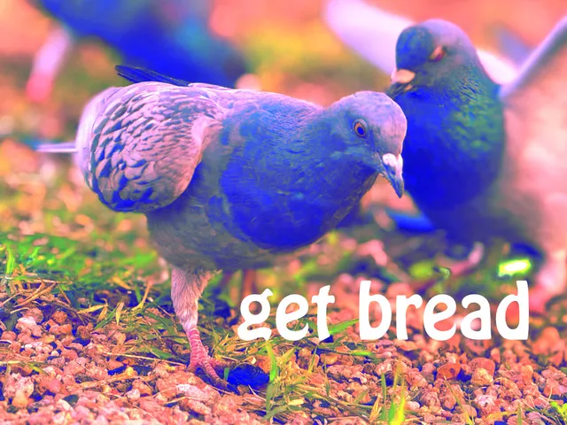 A saturated, color-shifted photograph of pigeons on gravel and patchy grass, one in the foreground rendered in blue and lavender with another behind it. White text reads "get bread."
