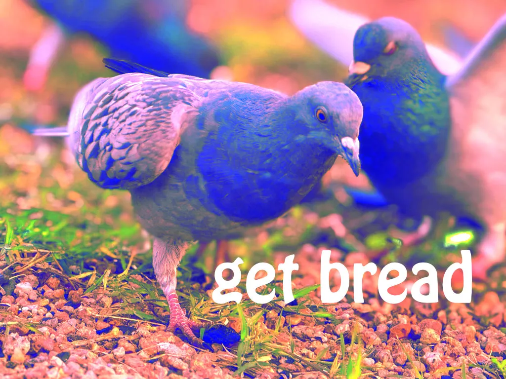 A saturated, color-shifted photograph of pigeons on gravel and patchy grass, one in the foreground rendered in blue and lavender with another behind it. White text reads "get bread."