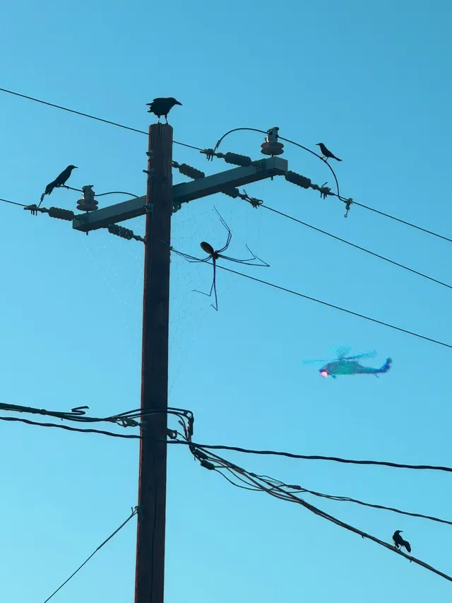 A photograph looking up at a wooden utility pole against a clear blue sky. Crows perch on the crossarm and the wires, and a large orb-weaver spider sits at the center of a wide web strung beneath them. A helicopter passes in the distance at right.