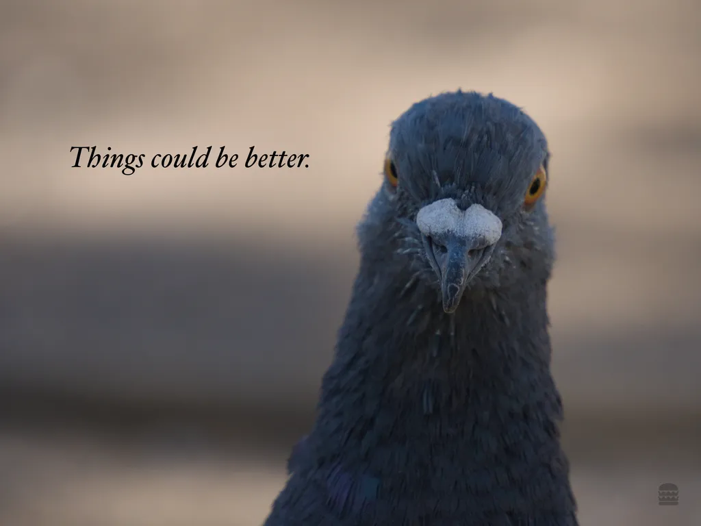 a pigeon looking beak-forward with a blurred background with the text, "things could be better."