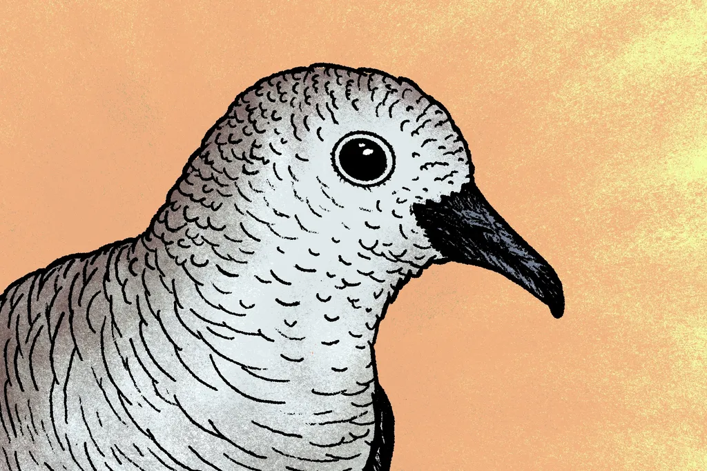 An inca dove staring into your soul